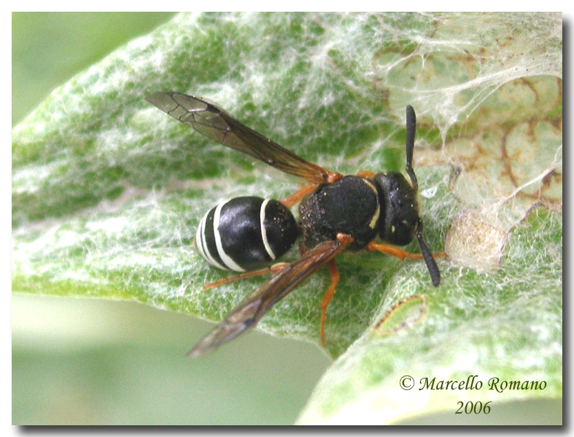 Imenotteri Vespidae Eumeninae, un esempio dell''infinita biodiversit